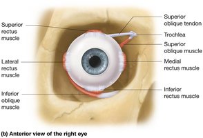 Extrinsic eye muscles, anterior view