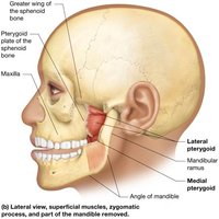 Muscles of mastication, deeper view