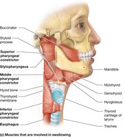 Muscles of swallowing, lateral view