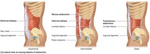 Abdominal muscles, lateral views