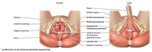 Muscles of the perineum