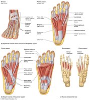 Muscles that move the toes