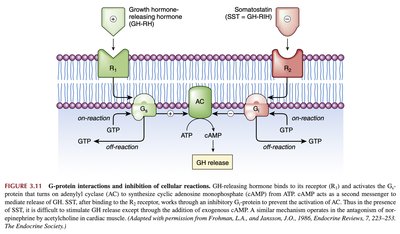 Diagram of G-protein interactions in GH regulation