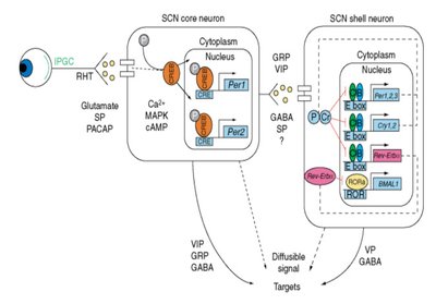 Diagram of SCN core and shell neuron signaling and clock gene regulation