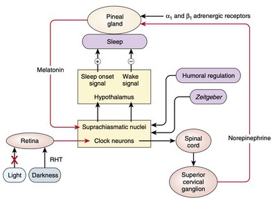 Diagram of circadian regulation of melatonin and sleep via SCN and pineal gland