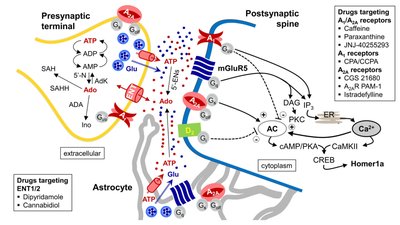 Diagram of adenosine signaling at the synapse and drug targets