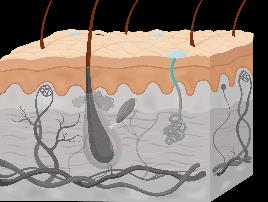 Keratinocyte development in epidermal layers