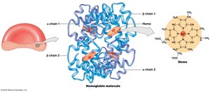 Structure of hemoglobin molecule