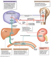 Recycling of red blood cell components