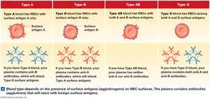 ABO blood types and antibodies (duplicate for clarity)