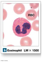 Eosinophil (granular leukocyte)