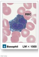 Basophil (granular leukocyte)
