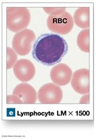 Lymphocyte (agranular leukocyte)