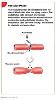 Vascular phase of hemostasis