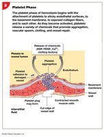 Platelet phase of hemostasis