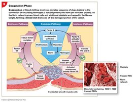 Coagulation phase of hemostasis
