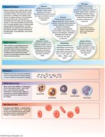 Formed elements of blood: RBCs, WBCs, and platelets
