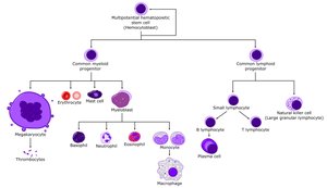 Hematopoietic stem cell differentiation chart