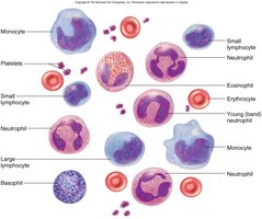 Various blood cell types