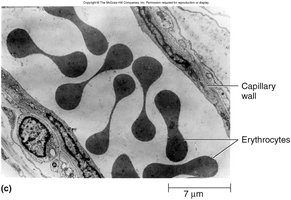 Erythrocytes passing through capillary wall