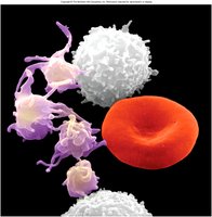 Blood cells: platelets, white blood cell, red blood cell