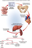 RBC lifecycle and breakdown