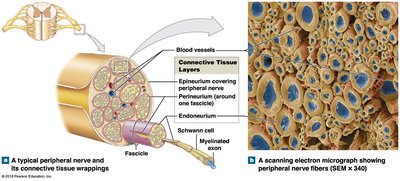 Peripheral nerve structure and connective tissue layers