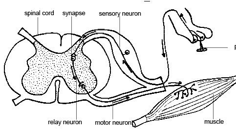 Diagram of nerve plexuses