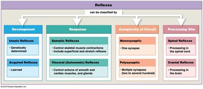 Classification of reflexes chart