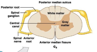 Spinal cord cross-section with dorsal root ganglion and roots labeled