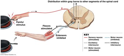 Flexor reflex with reciprocal inhibition