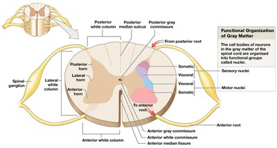 Diagram of spinal cord gray matter organization