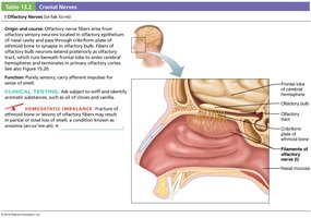 Olfactory nerve structure and function