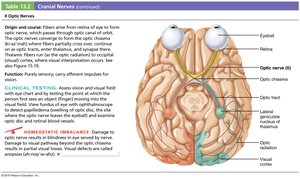 Optic nerve structure and function