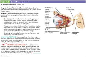 Oculomotor nerve structure and function