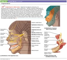 Trigeminal nerve structure and function