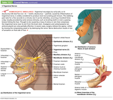 Trigeminal nerve distribution