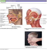 Facial nerve structure and function