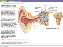 Vestibulocochlear nerve structure and function