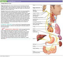 Vagus nerve structure and function