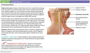Accessory nerve structure and function