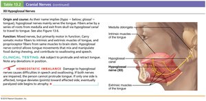 Hypoglossal nerve structure and function