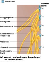 Lumbar plexus and major branches