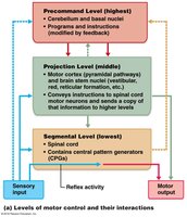 Levels of motor control and their interactions