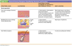 Table of general sensory receptors classified by structure and function
