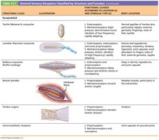 Table of encapsulated sensory receptors