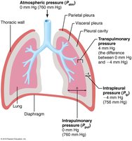 Diagram of pressure relationships in the thoracic cavity