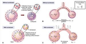 Surfactant reducing alveolar surface tension