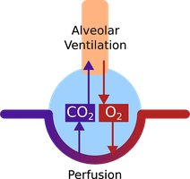 Alveolar ventilation diagram
