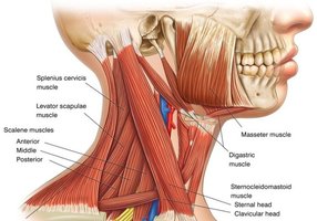 Neck muscles involved in forced inspiration
